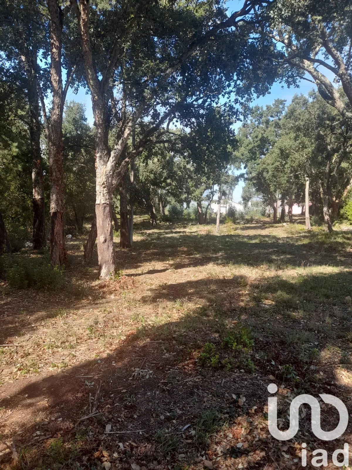 Terreno rústico de 3250 m² em Aljubarrota