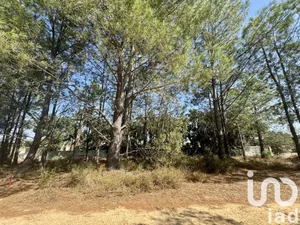 Terreno rústico em Quinta do Anjo