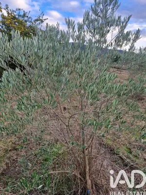 Farm land  at Covilhã