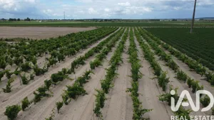 Farm land at Benfica do Ribatejo