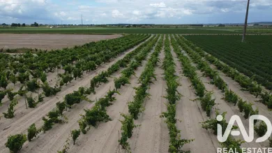 Farm land at Benfica do Ribatejo