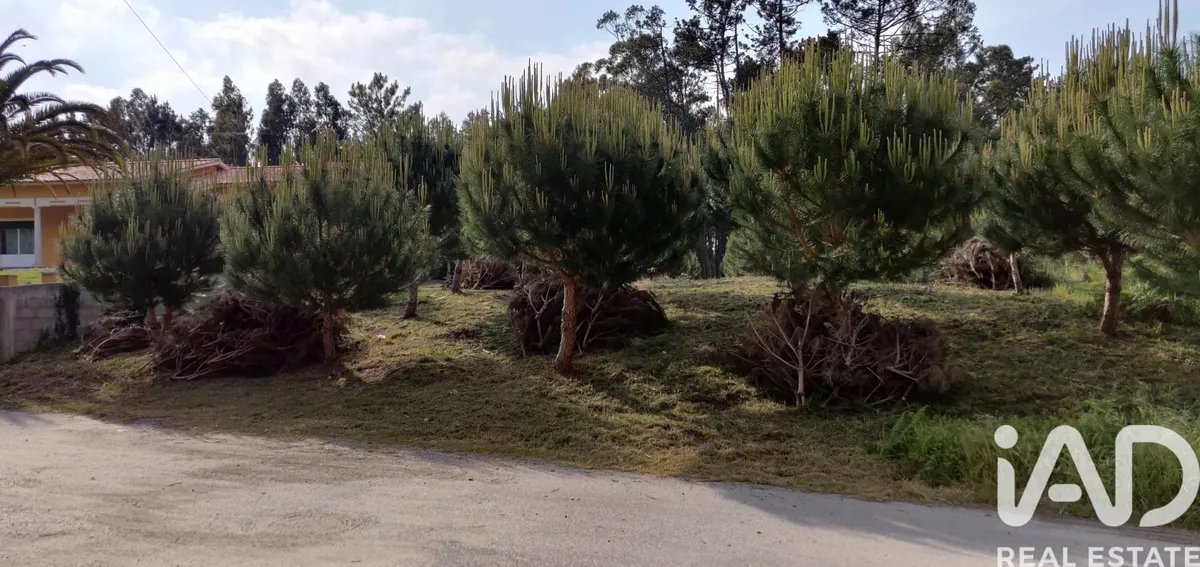 Terreno rústico de 2500 m² em Carvide