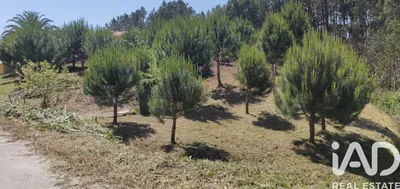 Fotografia 3 de Terreno rústico de 2500 m² em Carvide