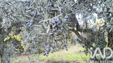 Farm land  in São Cipriano
