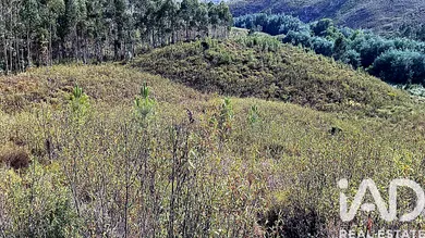 Terrain agricole   à Mação
