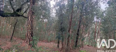 Farm land  in Viana do Castelo