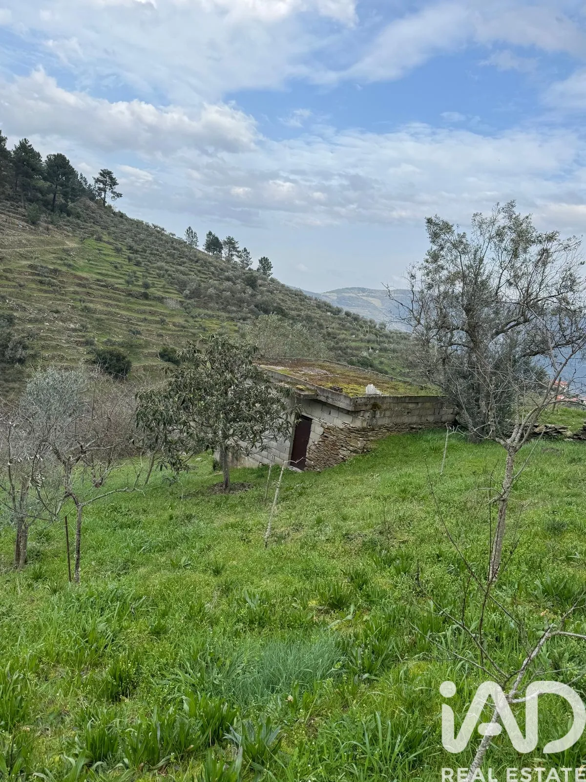 Terreno rústico de 3212 m² em Tabuaço