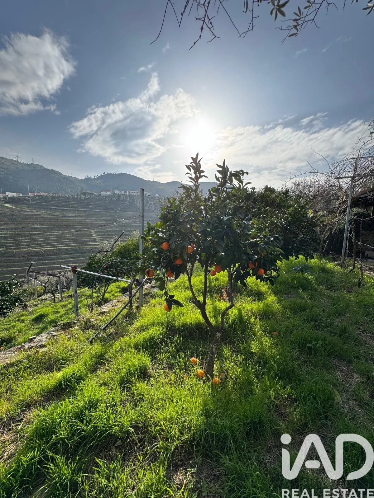 Terreno rústico de 1000 m² em Tabuaço