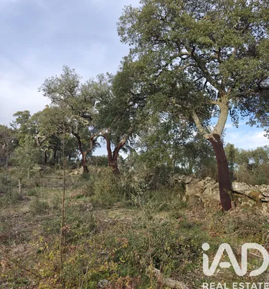 Terrain  à Castelo Branco
