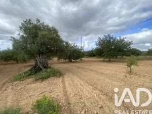 Farm land  in Loulé