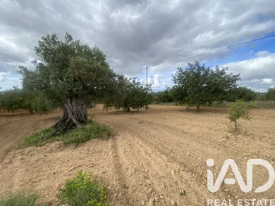 Farm land  in Loulé