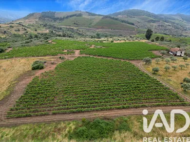 Farm in Vila Flor
