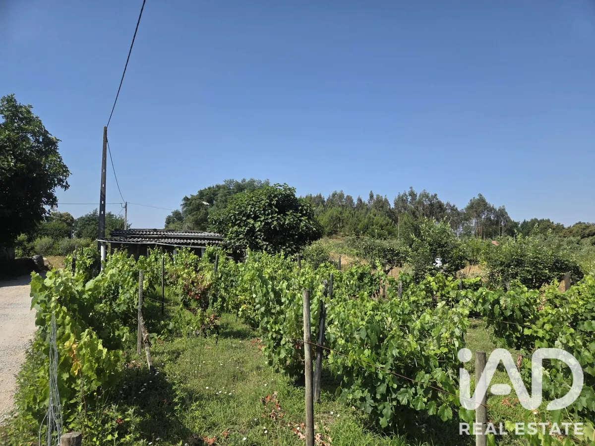 Terreno rústico de 1100 m² em Santa Comba Dão