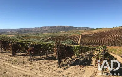 Quinta agrícola em Nabo