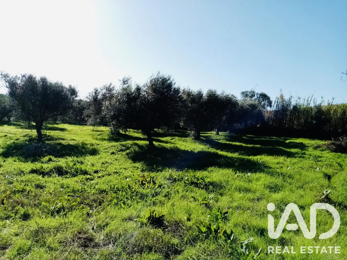 Terreno rústico de 8000 m² em Pedrógão