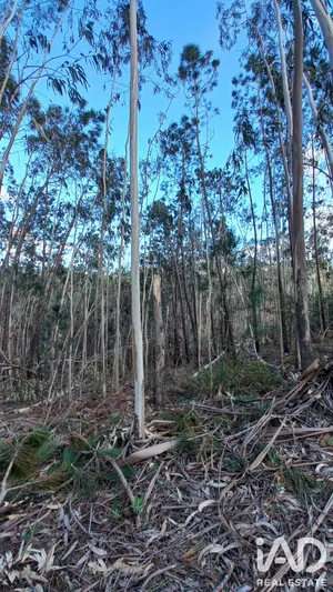 Terreno em Vila Cã