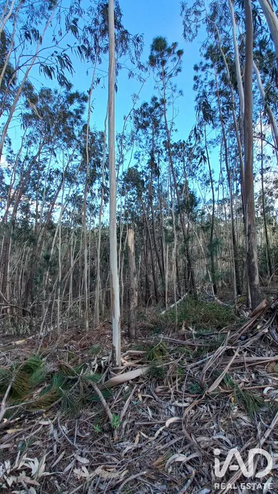 Terreno em Vila Cã