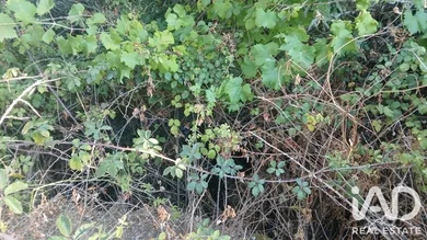 Farm land in Salgueirinho