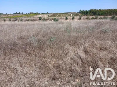 Fotografia 3 de Terreno rústico de 1500 m² em Alpiarça