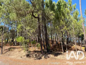 Terrain agricole   à Mação