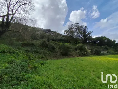 Terrain  à Cadaval e Pêro Moniz