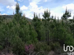 Land  at Cortes do Meio