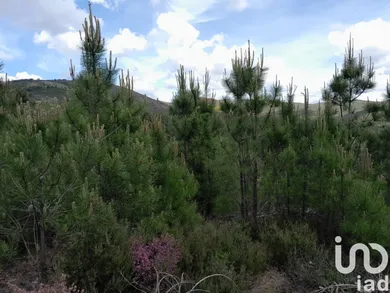 Terrain  à Cortes do Meio