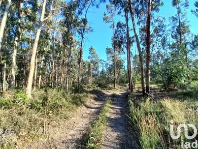 Farm land  in Campo E Tamel (São Pedro Fins)