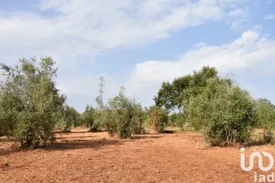 Terreno em Areias e Pias