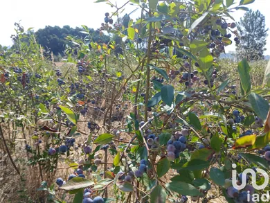 Farm land  in Orjais