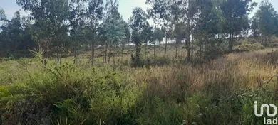 Terreno  em Pedrógão Grande