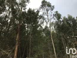 Terreno em Santiago e São Simão de Litém e Albergaria dos Doze
