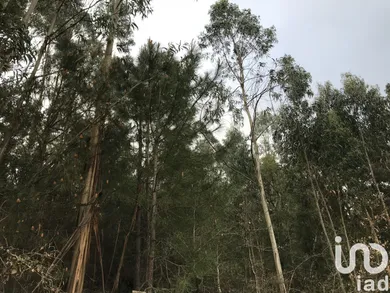 Terreno  em Santiago e São Simão de Litém e Albergaria dos Doze