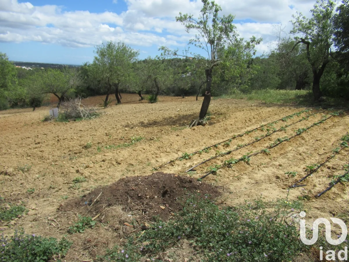 Terreno rústico de 2200 m² em Boliqueime