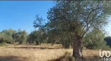 Terreno urbano  em Alcácer do Sal (Santa Maria do Castelo e Santiago) e Santa Susana