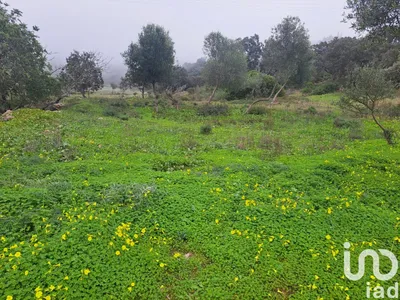 Fotografia 2 de Terreno de 1350 m² em São Brás de Alportel