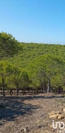 Land in Bordeira