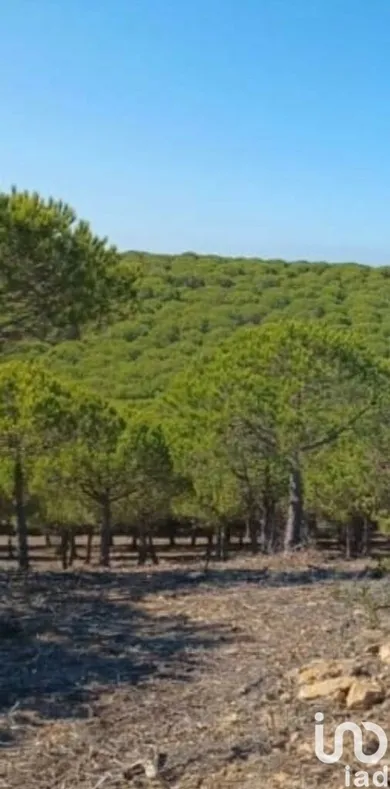 Terreno em Bordeira