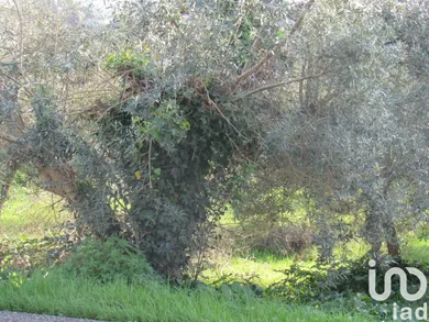 Terreno em Caranguejeira