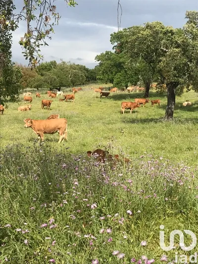 Fotografia 3 de Terreno rústico de 8 000 000 m² em Safara e Santo Aleixo da Restauração