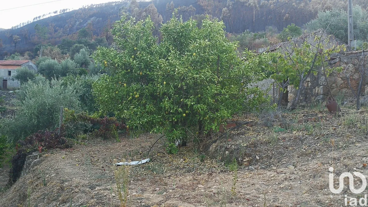 Terreno de 4250 m² em Montes da Senhora