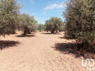 Farm land  in Grândola e Santa Margarida da Serra