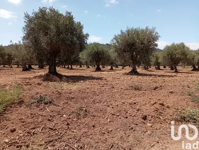 Farm land  in Grândola e Santa Margarida da Serra