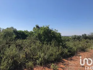 Terreno  em Almoster