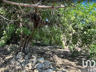 Terrain  à Luz de Tavira e Santo Estêvão