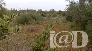 Terreno rústico em São Bartolomeu de Messines
