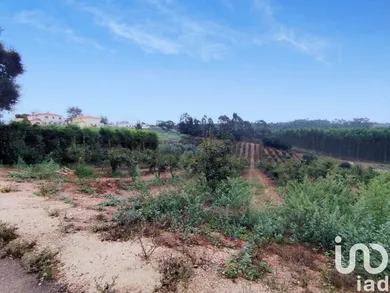 Terreno  em Cadaval e Pêro Moniz