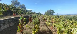 Terreno em Barcos e Santa Leocádia