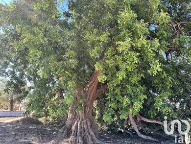 Land at Luz de Tavira e Santo Estêvão