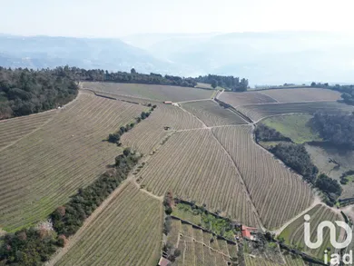 Ferme à Mesão Frio (Santo André)